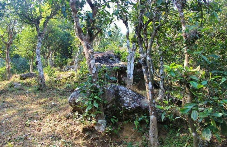 2021年勐宋那卡古樹秋茶特點？