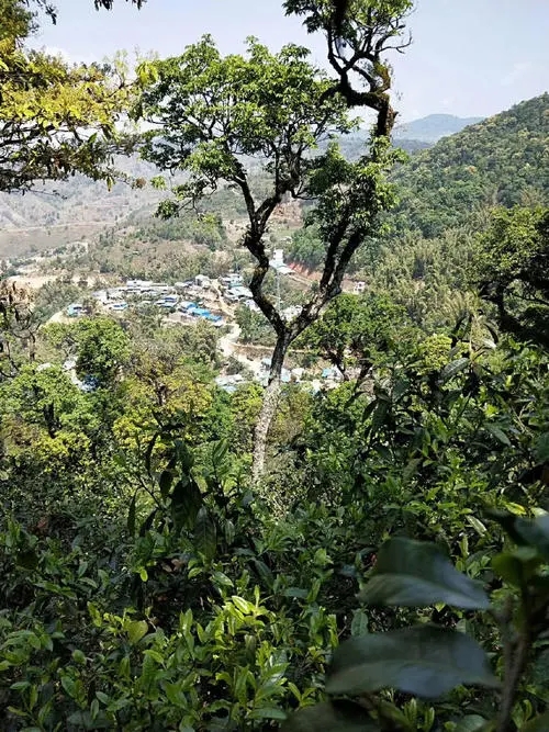 2021年勐宋那卡古樹秋茶價格？