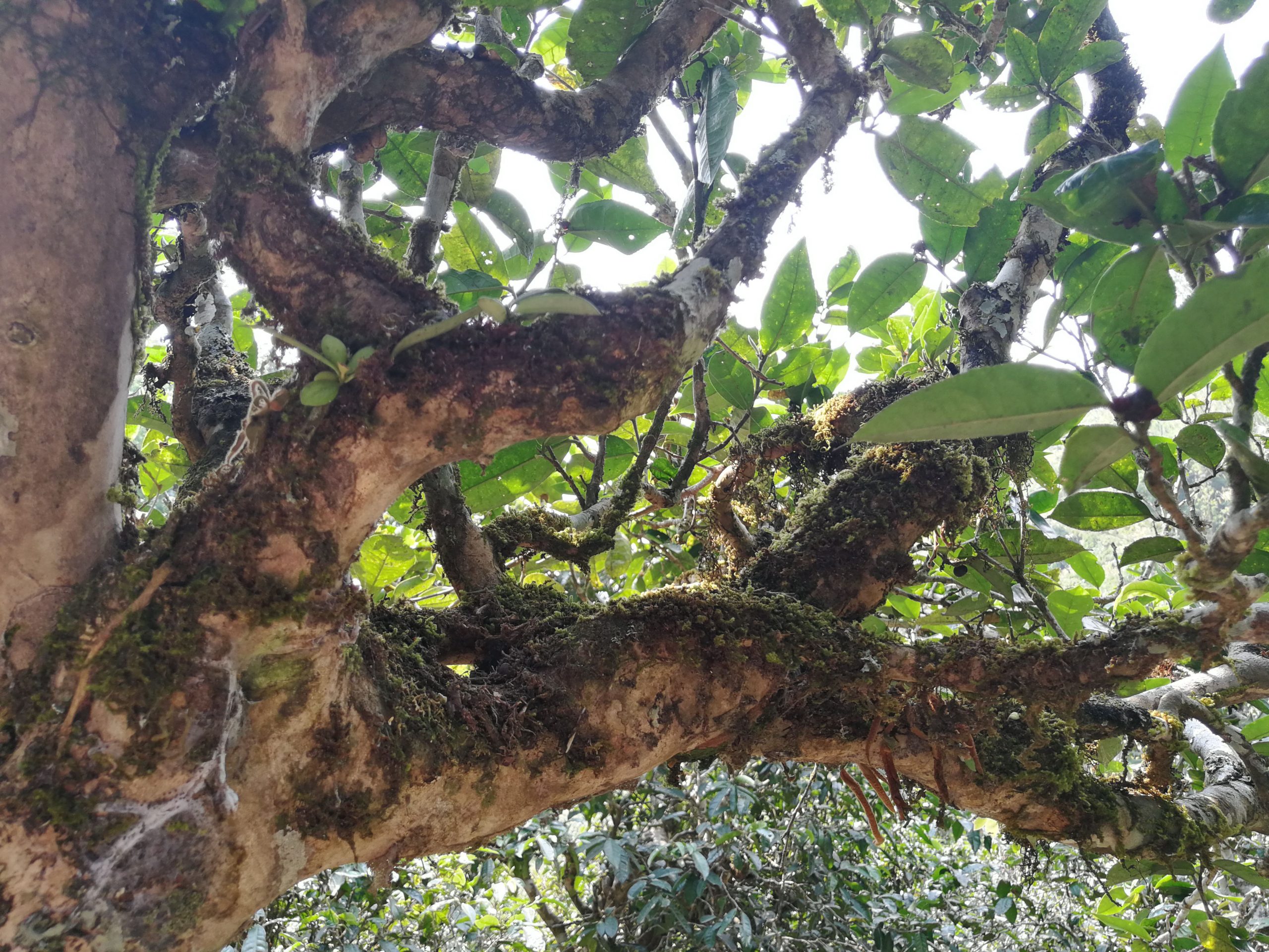 2021年勐宋那卡古樹秋茶品鑒實錄！