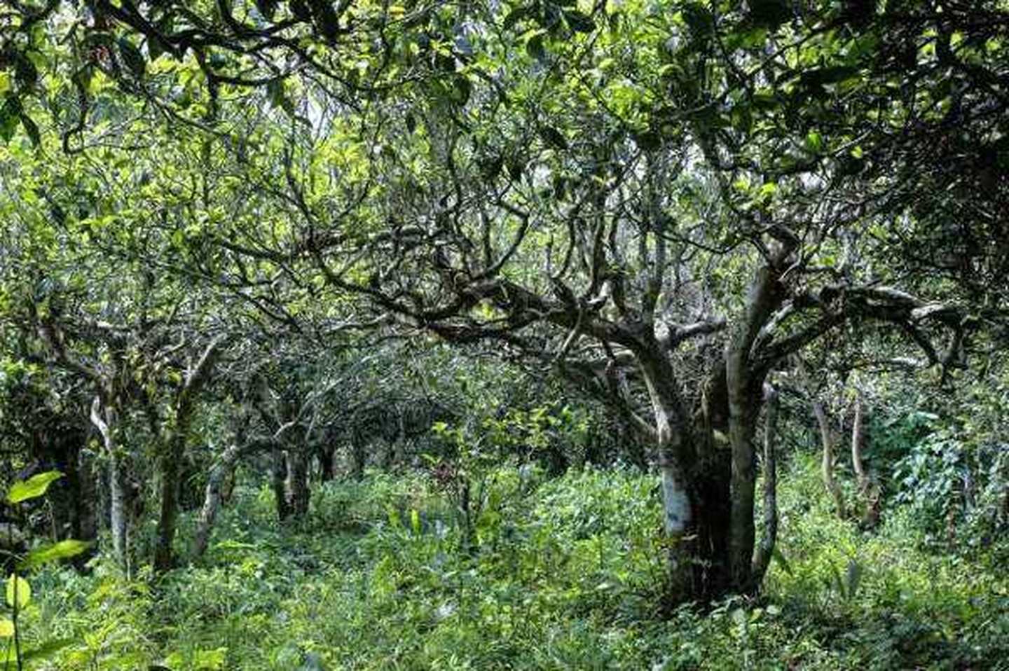 2021年滑竹梁子古樹秋茶口感？