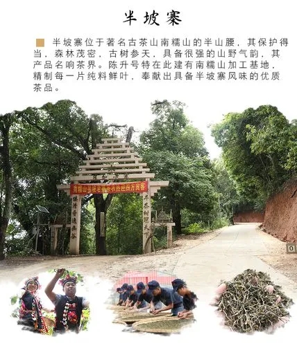 2021年南糯山半坡老寨古樹(shù)秋茶品鑒！