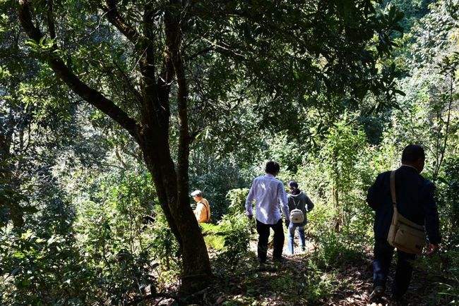 2021年南糯山拔瑪老寨古樹秋茶特點是什么？