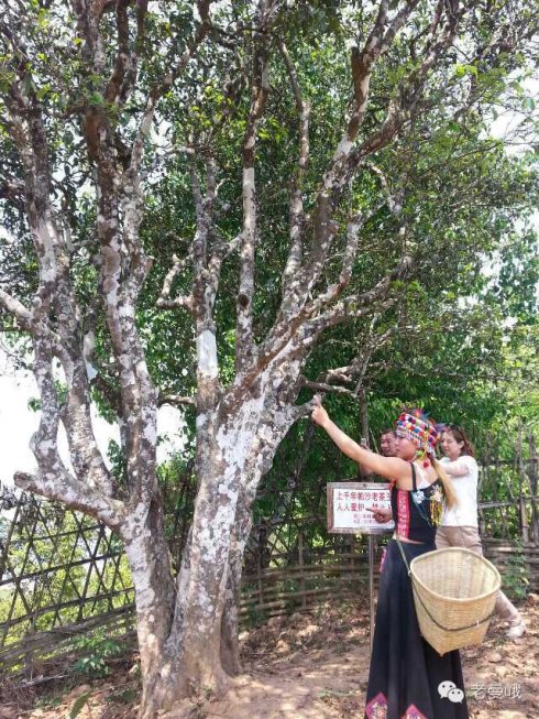 2021年帕沙古樹秋茶價格是多少？