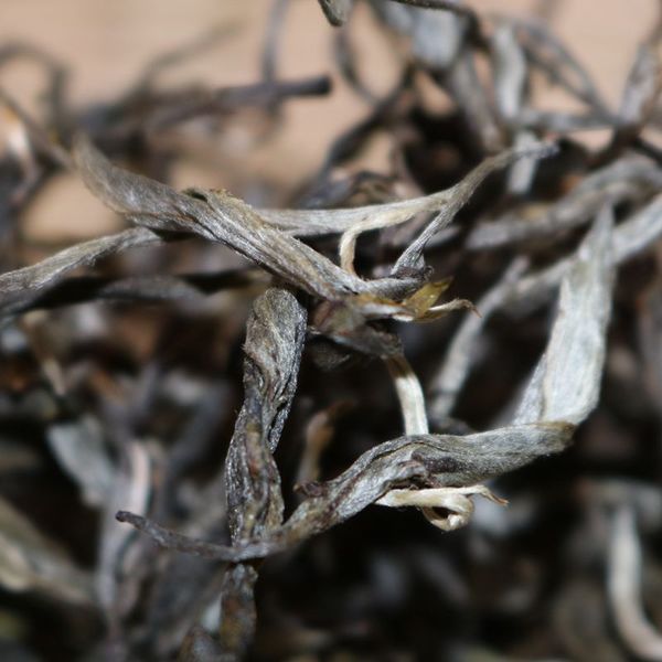 2021年帕沙古樹秋茶，你了解多少？