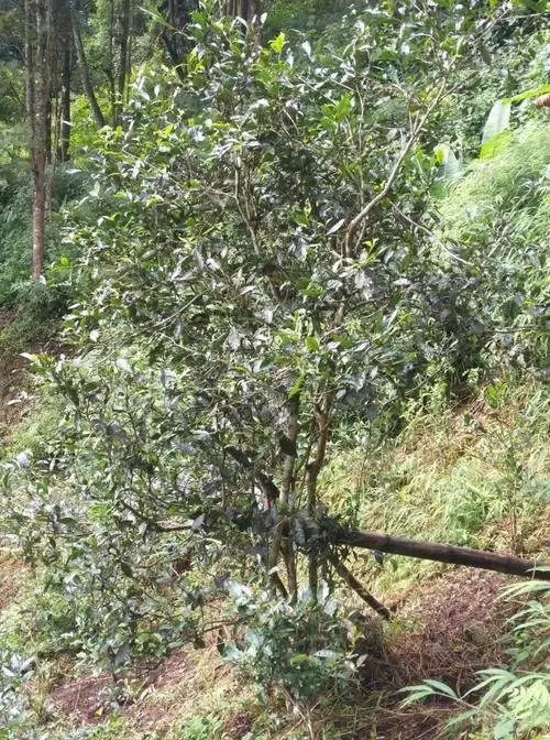 2022年須立貢茶古茶山詳解！