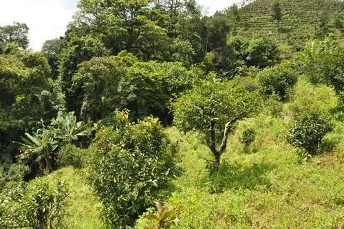2022年碧溪小鎮(zhèn) | 滇南茶馬重鎮(zhèn)-須立貢茶古茶山
