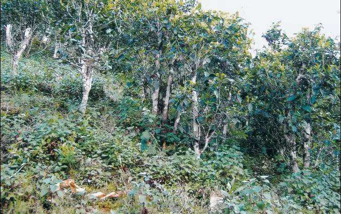 2022年須立貢茶普洱茶繞不開(kāi)的古茶山！