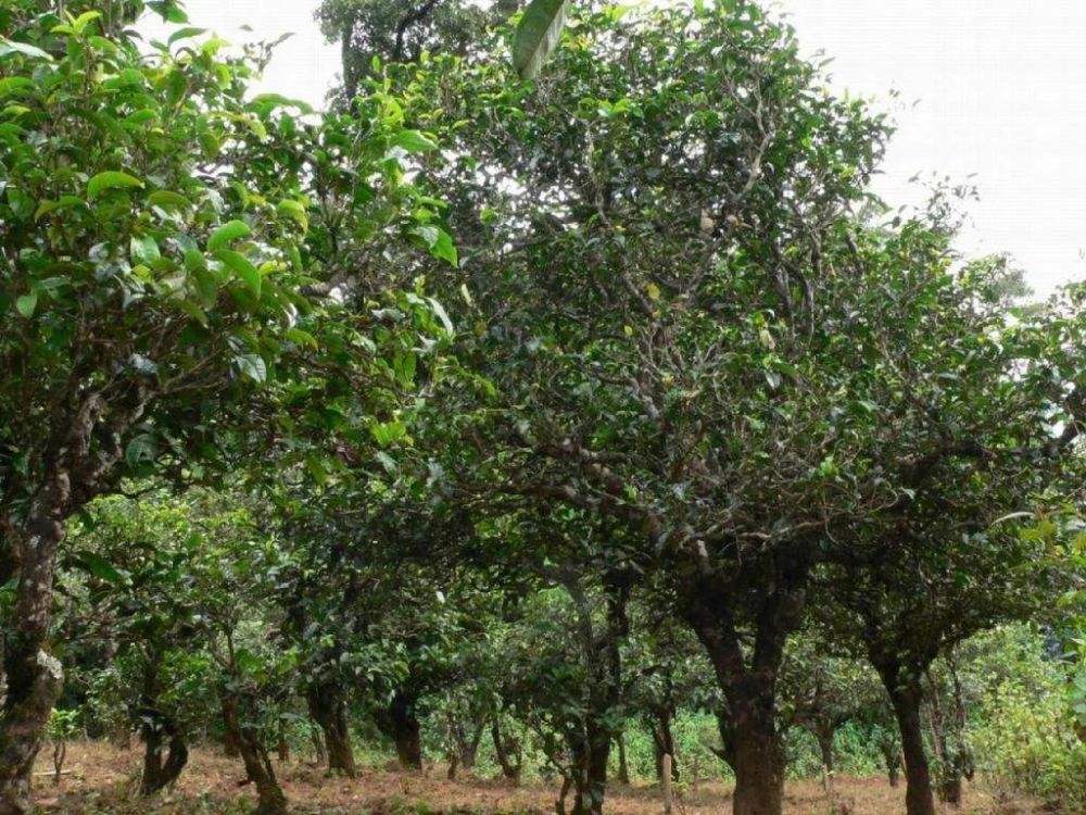 2022年須立貢茶為何備受皇室青睞!揭秘！