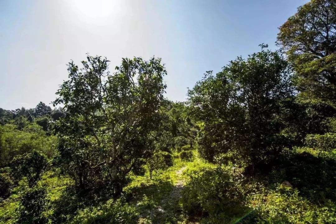 2022年迷帝古樹春茶多少錢一公斤？