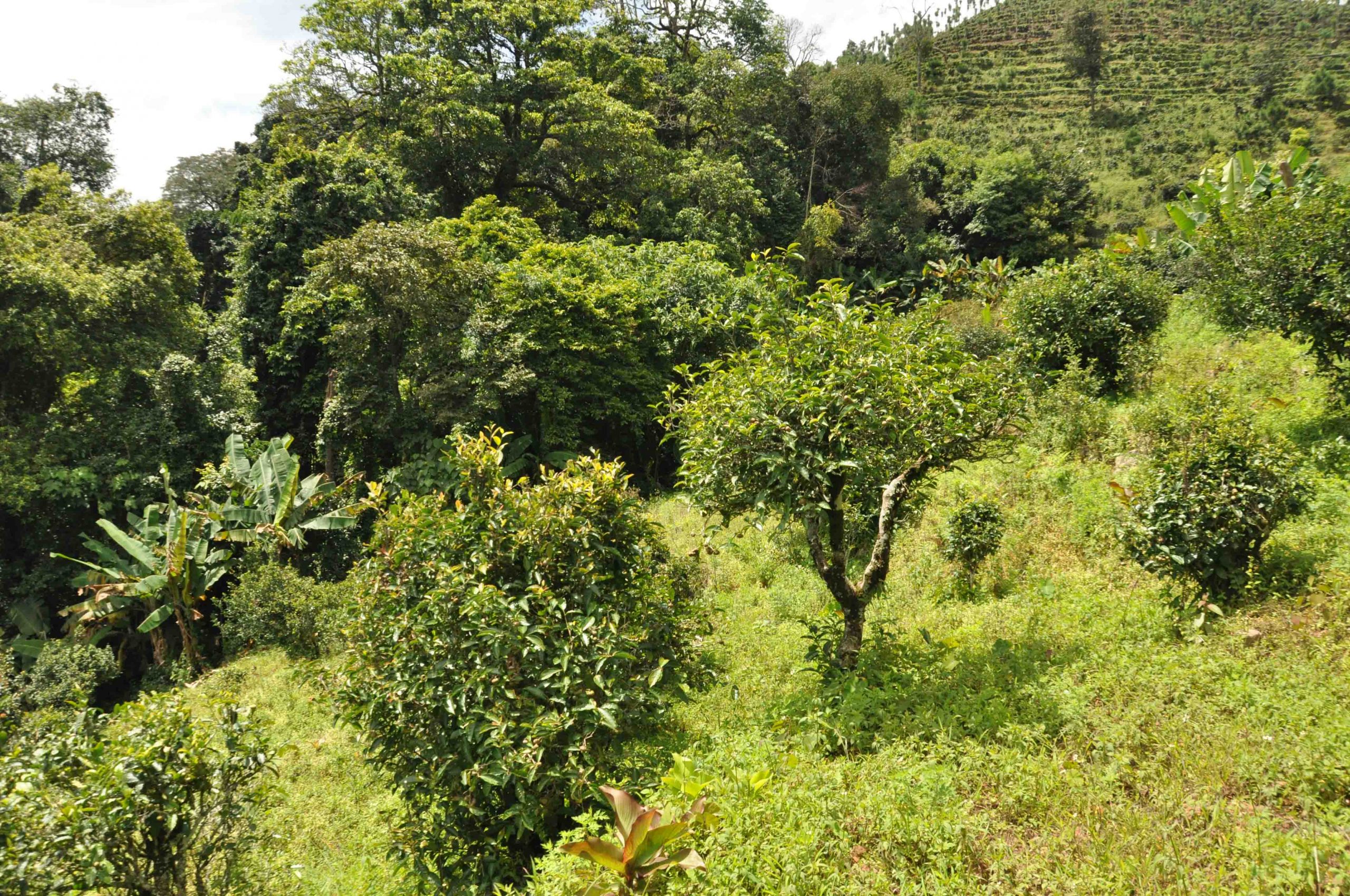 2022年墨江鳳凰窩古樹春茶特點是什么？