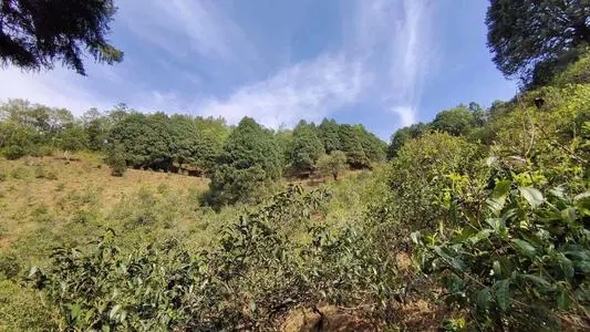 2022年墨江鳳凰窩古樹春茶口感是什么？