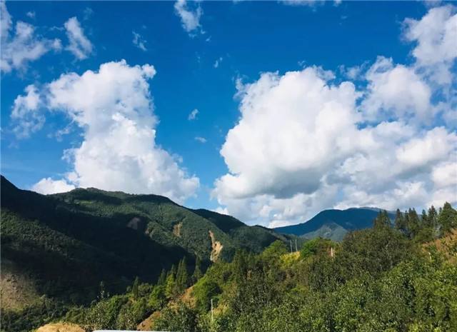 2022年景谷黃草壩古樹春茶多少錢一公斤？