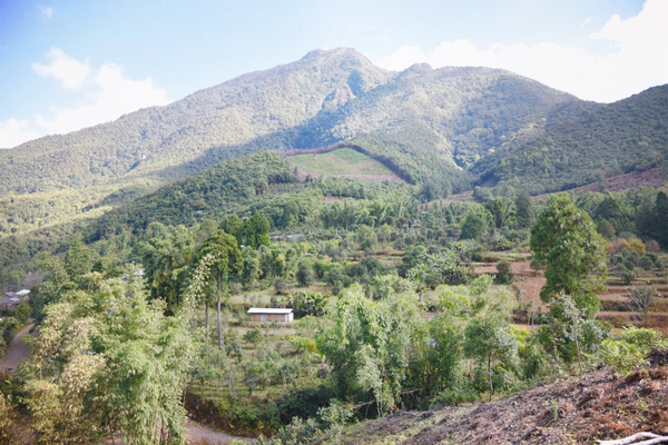 2022年景谷黃草壩古樹春茶價(jià)格？