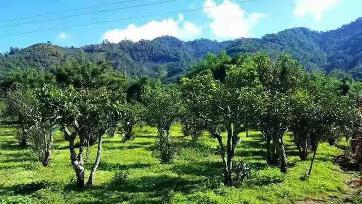 2022年景谷秧塔古樹春茶特點(diǎn)是什么？