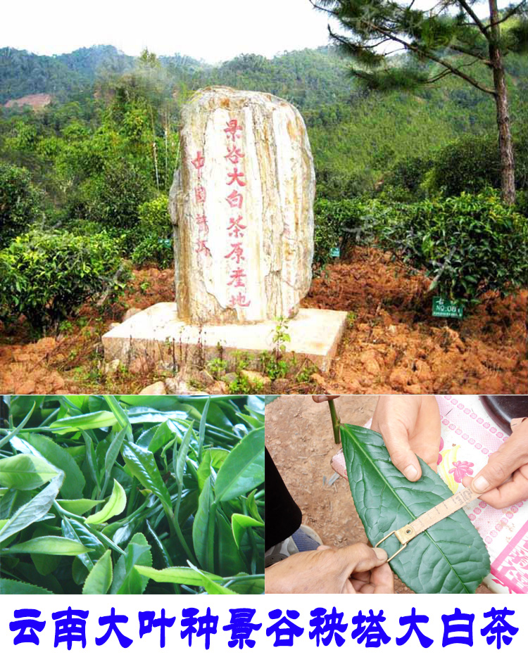 2022年景谷秧塔古樹春茶口感是什么？