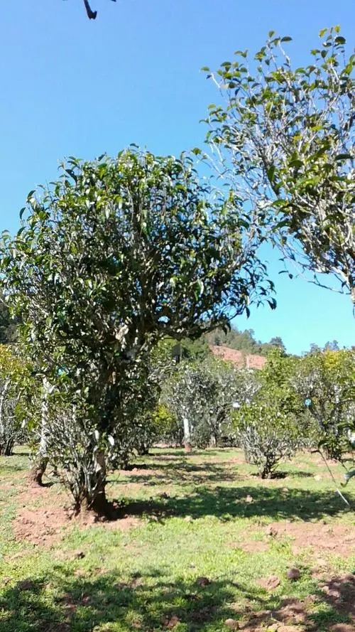 2022年景谷秧塔古樹春茶價(jià)格是多少？