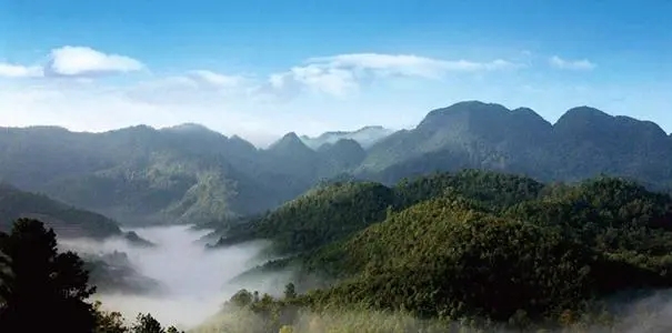 2022年景谷苦竹山古樹(shù)春茶口感？