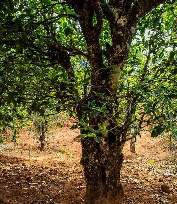 2022年景谷苦竹山古樹(shù)春茶特點(diǎn)是什么？