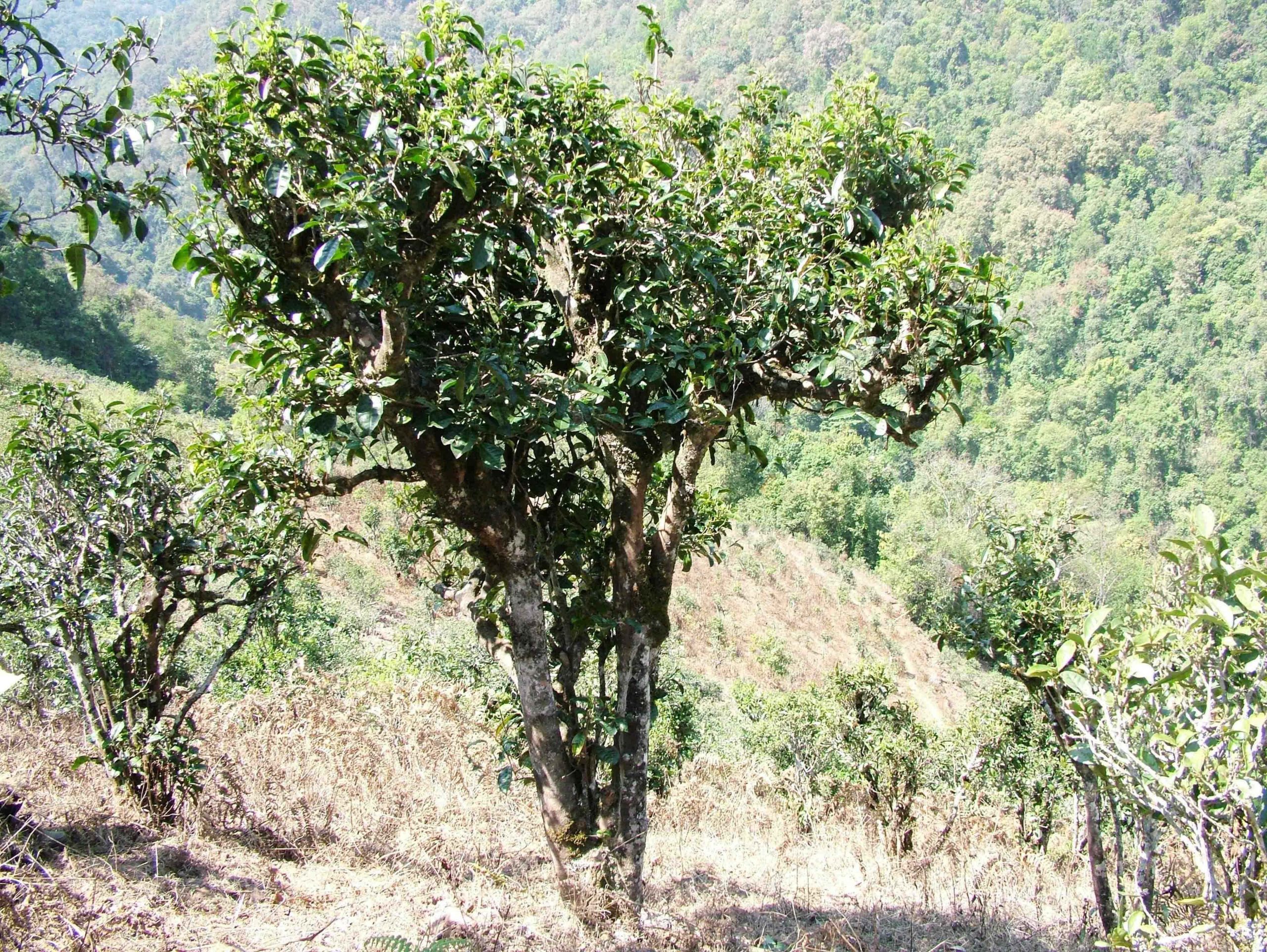 2022年景東御筆古樹春茶口感是什么？