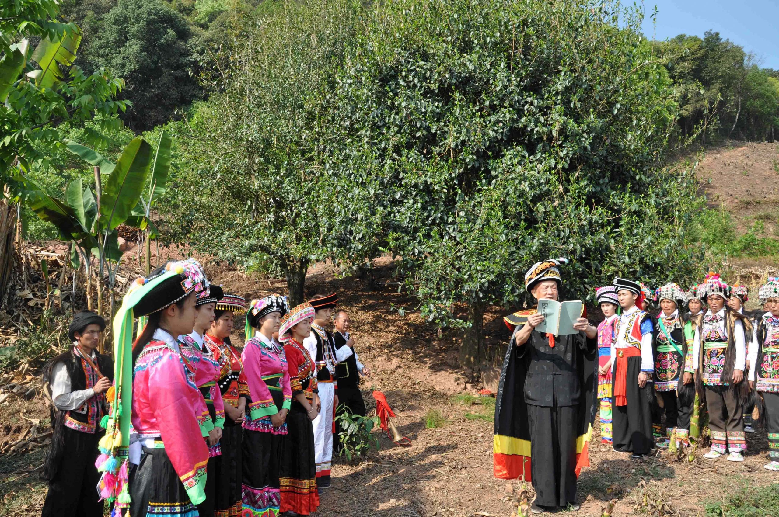 2022年景東御筆古樹(shù)春茶多少錢(qián)一公斤？