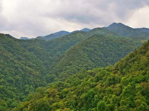 2022年無(wú)量山古樹(shù)春茶迎春“綻放”！
