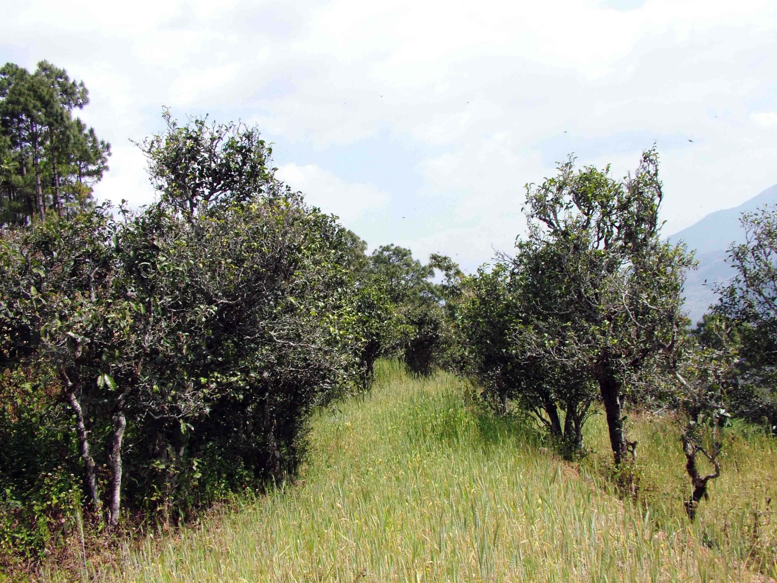 2022年景東老倉福德古樹春茶口感特點？