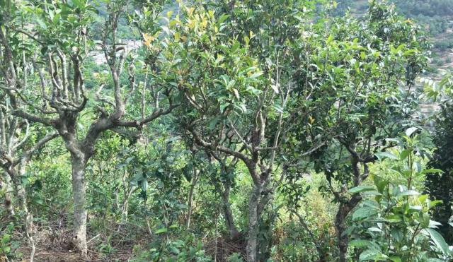 2022年景東金鼎古樹春茶口感特點？