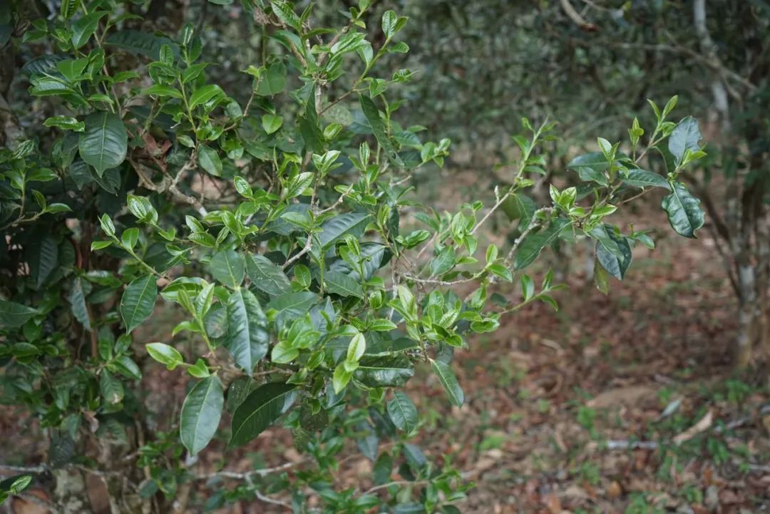 2022年景東哀牢山古樹春茶價格多少？