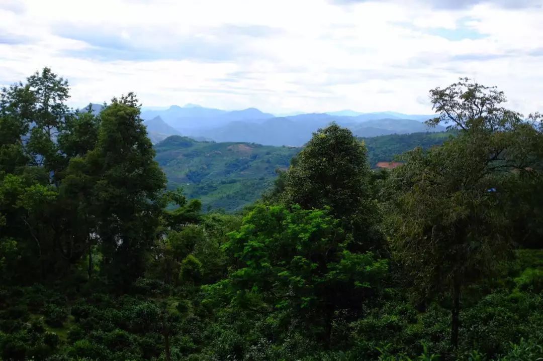 2022年景東祭茶祖 迎春茶，古樹(shù)春茶多少錢(qián)一公斤？