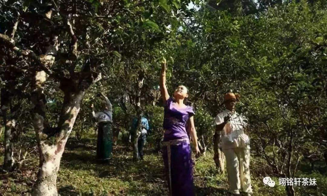 2022年鎮(zhèn)沅爺號大爺馬鄧古樹春茶特點(diǎn)？