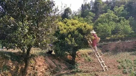 2022年鎮(zhèn)沅馬鄧古樹(shù)春茶口感是什么？