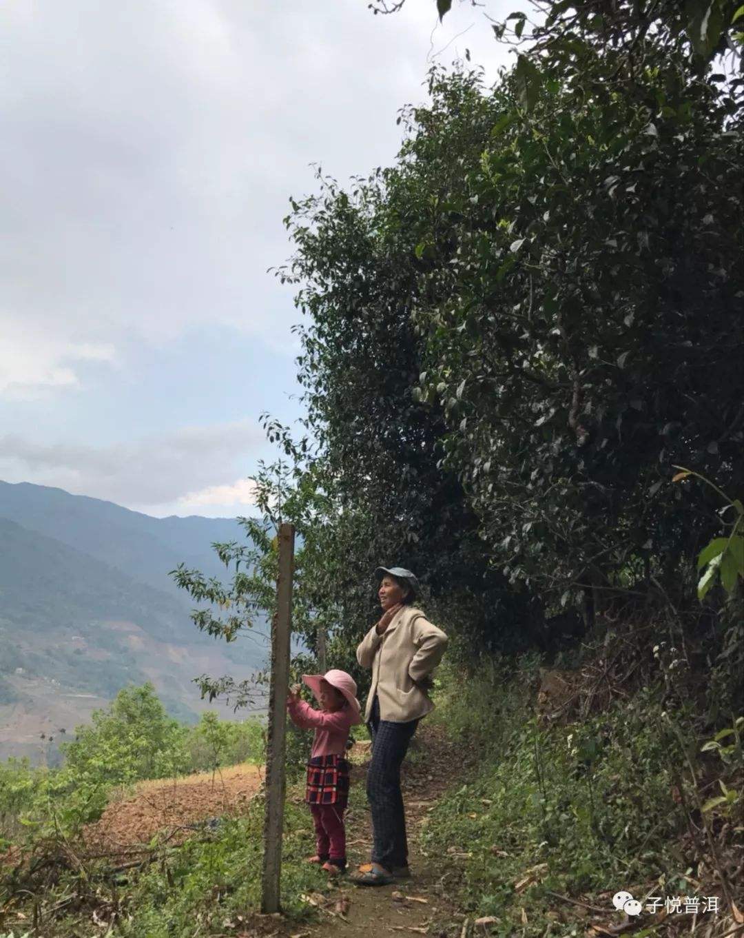 2022年鎮(zhèn)沅馬鄧古樹春茶多少錢一公斤？