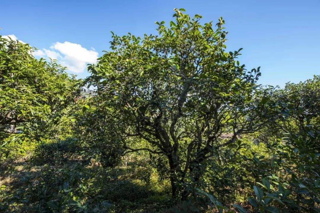 2022年鎮(zhèn)沅老海塘古樹春茶口感？