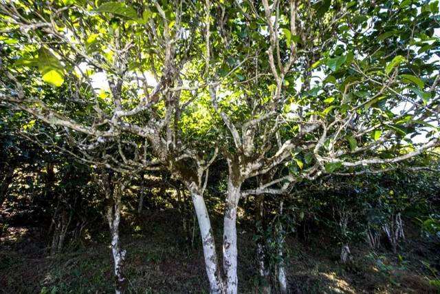 2022年鎮(zhèn)沅老海塘古樹(shù)春茶價(jià)格？