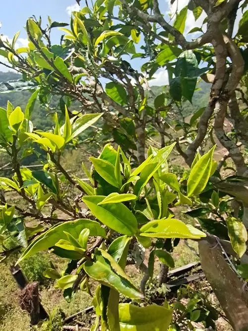 2022年鎮(zhèn)沅砍盆箐古樹春茶特點？