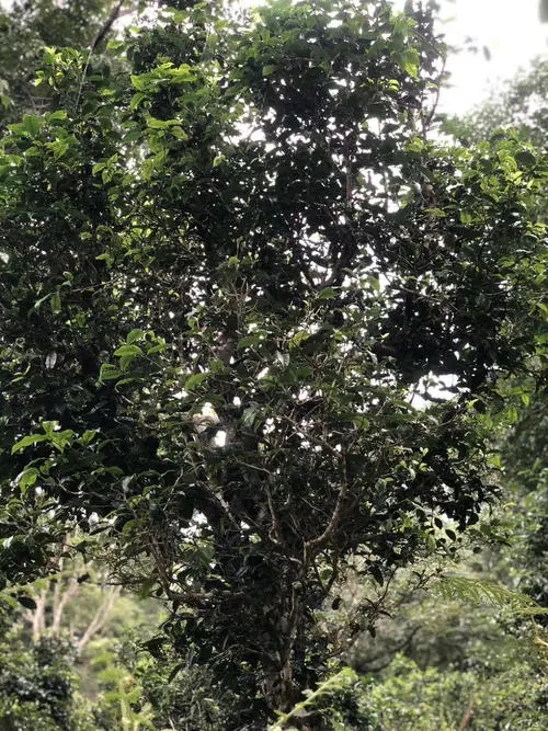 2022年鎮(zhèn)沅砍盆箐古樹春茶口感？