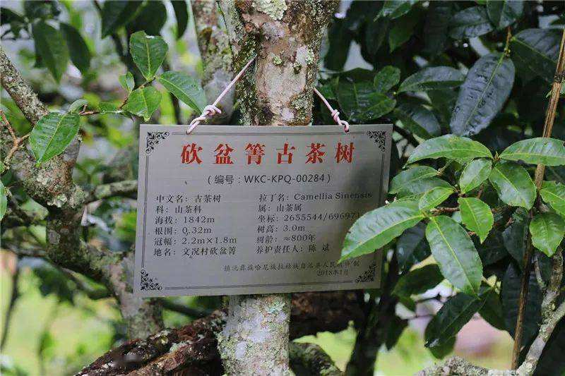 2022年鎮(zhèn)沅砍盆箐古樹春茶價格？