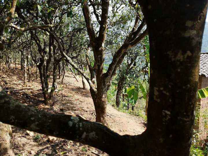 2022年鎮(zhèn)沅打筍山古樹春茶多少錢一公斤？