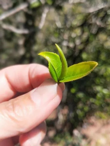 2022年野性十足的鎮(zhèn)沅打筍山古樹春茶！