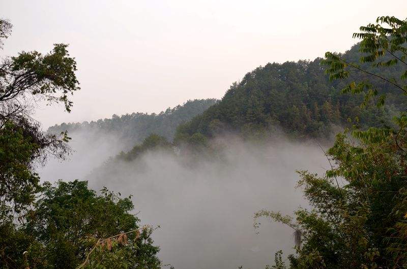 2022年鎮(zhèn)沅老烏山古樹(shù)春茶多少錢一公斤？