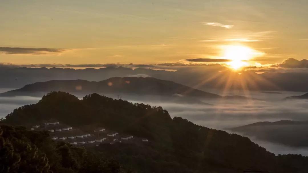 2022年別樣的味道，鎮(zhèn)沅老烏山古樹(shù)春茶