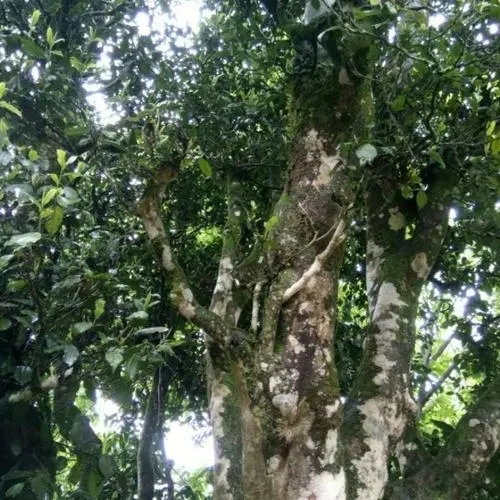 2022年鎮(zhèn)沅千家寨古樹(shù)春茶口感？