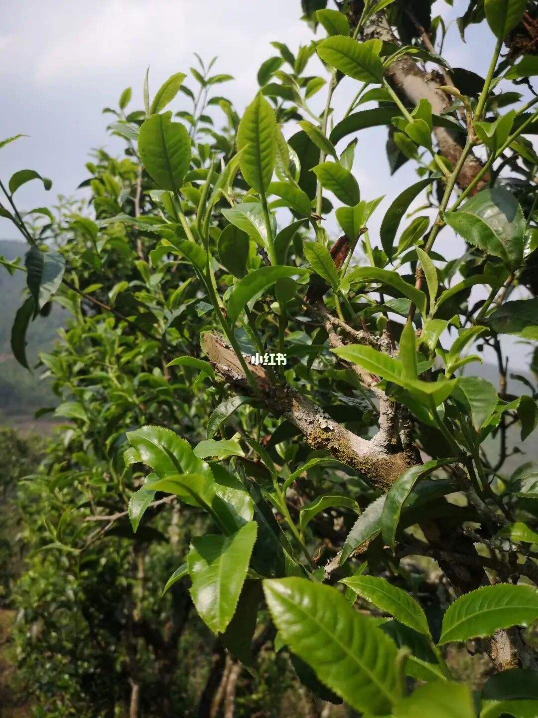 2022年寧洱擺尾箐古樹春茶口感?