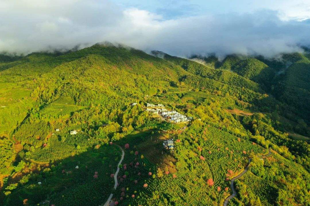 2022年困鹿山古樹(shù)春茶口感是什么？