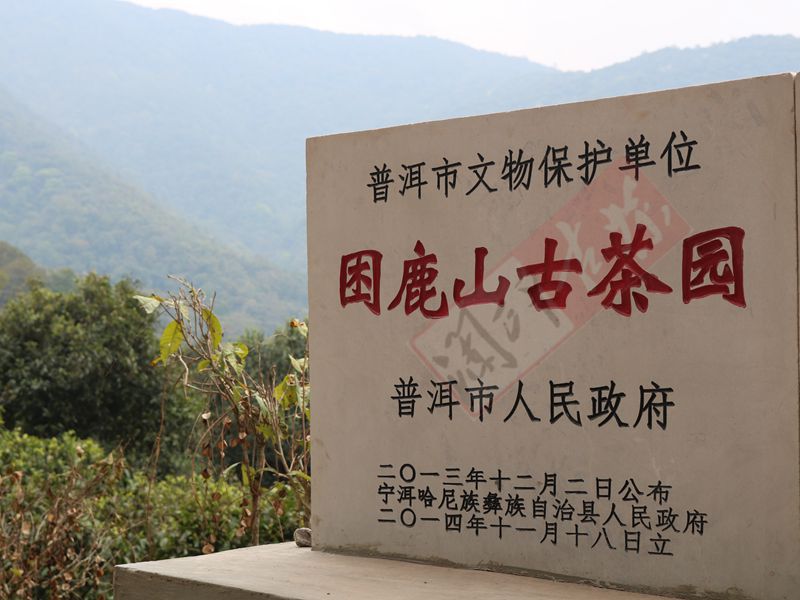 2022年困鹿山古樹春茶多少錢一公斤？