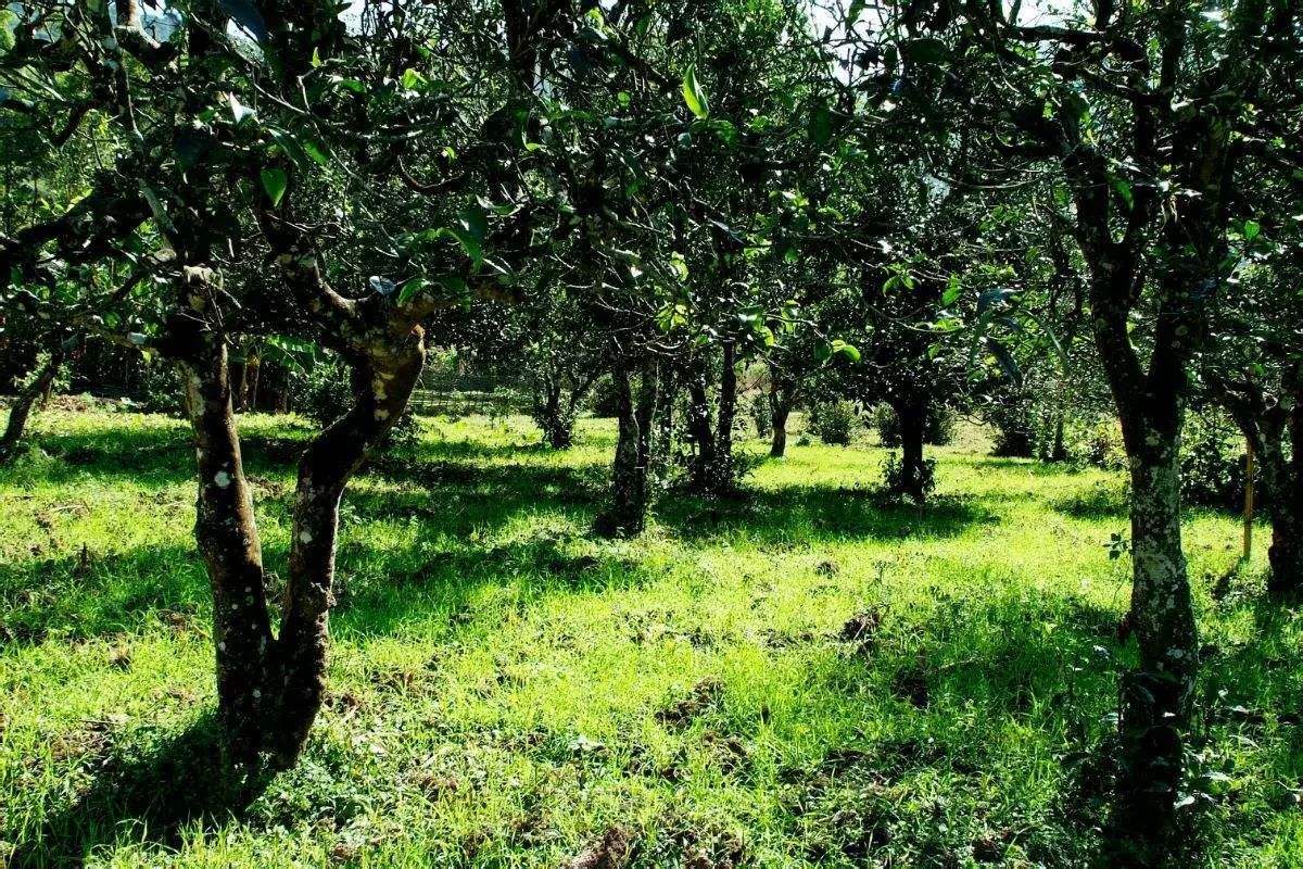 2022年困鹿山古樹(shù)春茶價(jià)格？