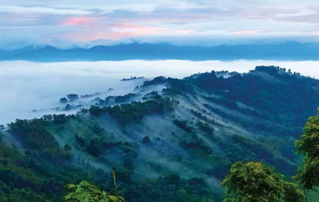 2022年景邁山古茶林為什么可以申遺？