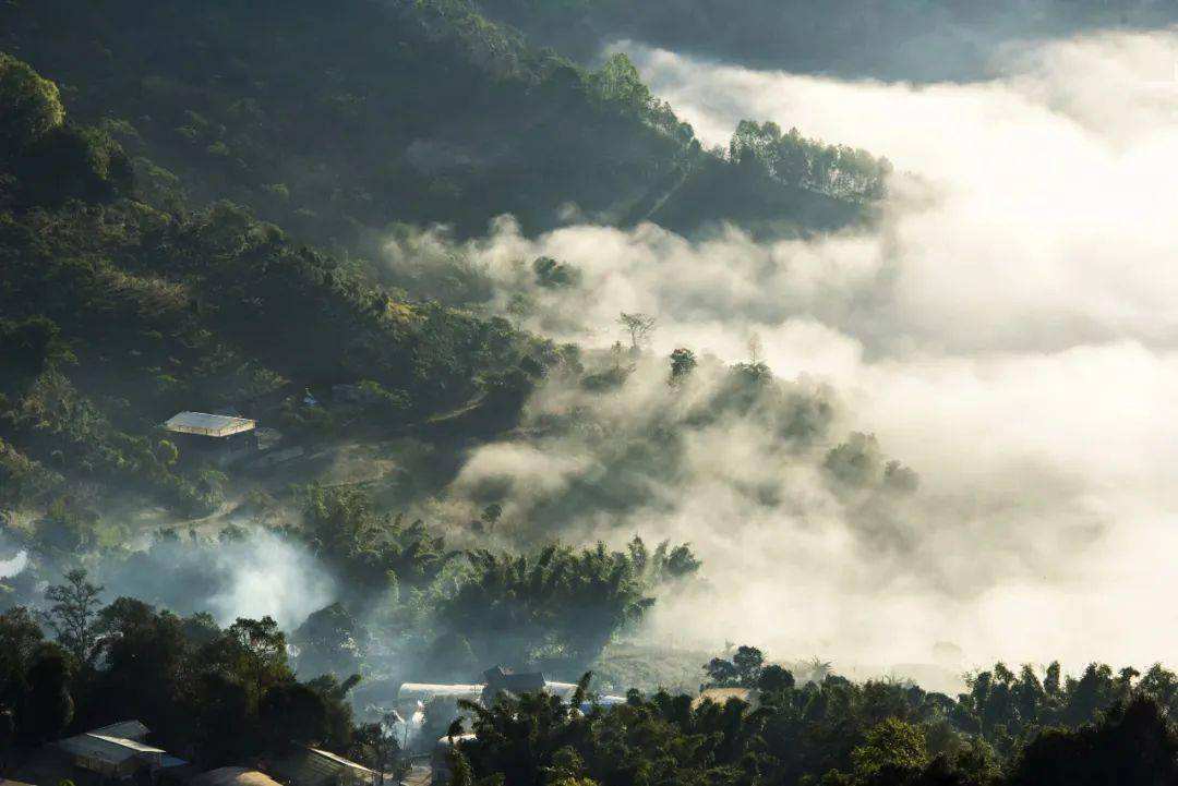 2022景邁山古樹春茶價(jià)格？