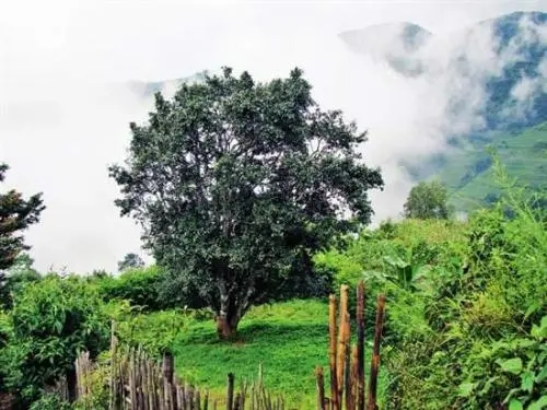 2022年邦威古樹春茶口感是什么？