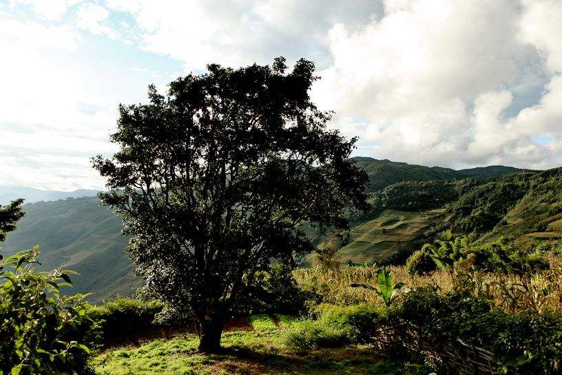 2022年邦崴古樹春茶特點(diǎn)？